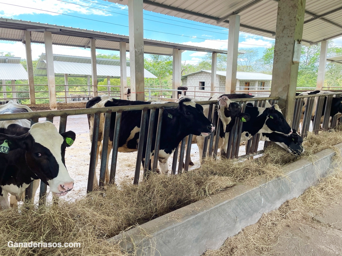 UY, LE DIO FIEBRE A LA LECHE! HIPOCALCEMIA EN EL PERÍODO DE TRANSICIÓN