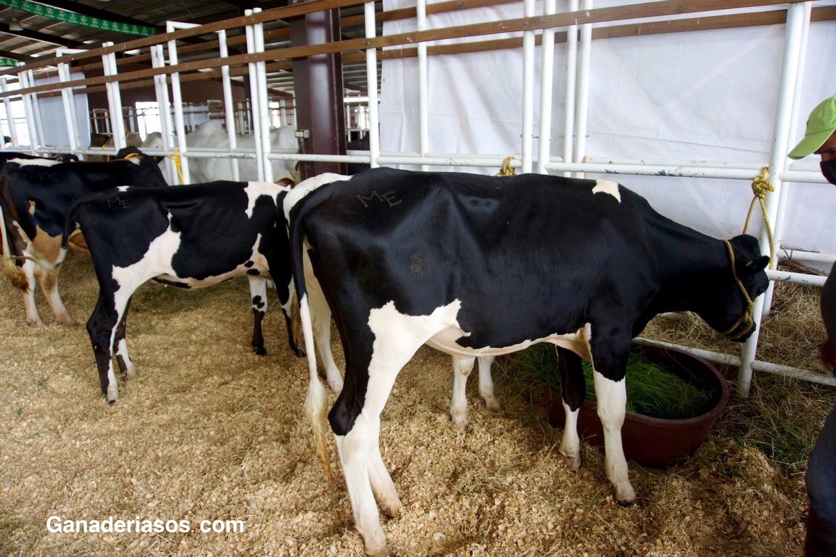 CAUSAS Y TRATAMIENTO DE LA INFERTILIDAD EN LA VACA LECHERA