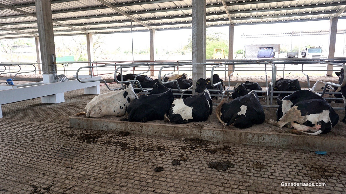 USO DE SALES ANIÓNICAS EN EL PREPARTO DE LA VACA LECHERA