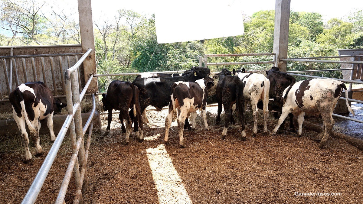 CÓMO CRIAR TERNEROS HOLSTEIN PARA  LA PRODUCCIÓN DE CARNE