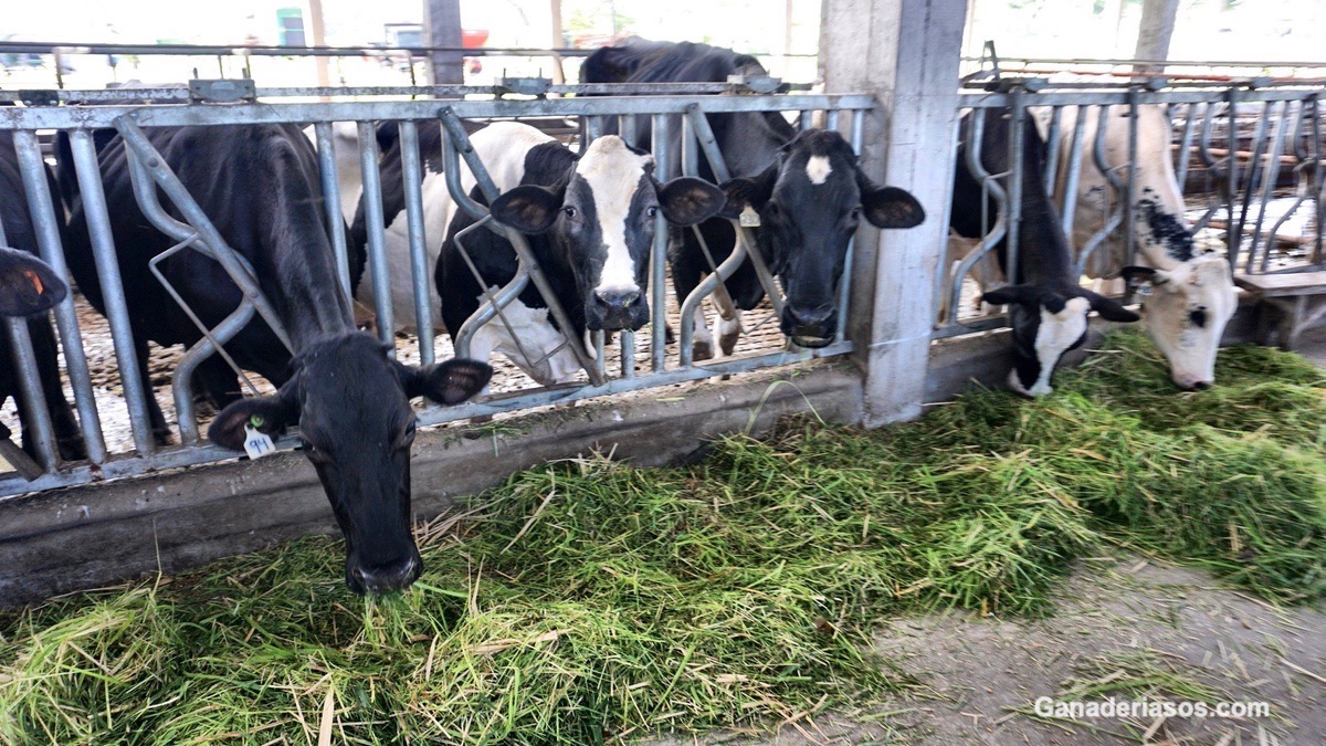 MANEJOS NUTRICIONALES QUE AFECTAN LA FERTILIDAD DEL GANADO