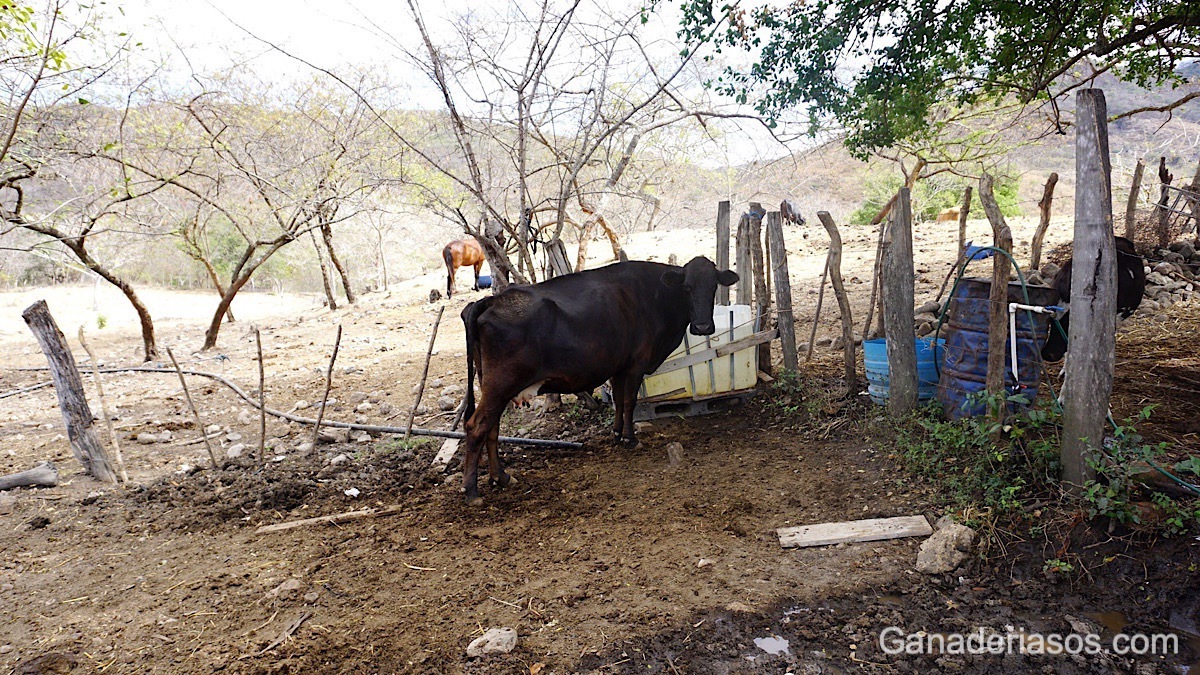 ¿COMO IDENTIFICAR LAS VACAS ENFERMAS QUE NECESITAN SER EXAMINADAS?