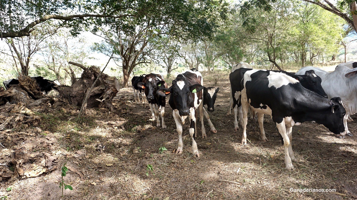 MANEJO Y ALIMENTACIÓN DE VACAS PRODUCTORAS DE LECHE EN SISTEMAS INTENSIVOS I Y II