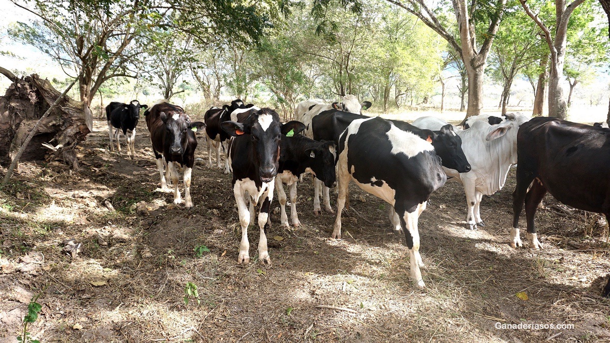 GENERA LA LECHE QUE TE HARÁ GANAR DINERO