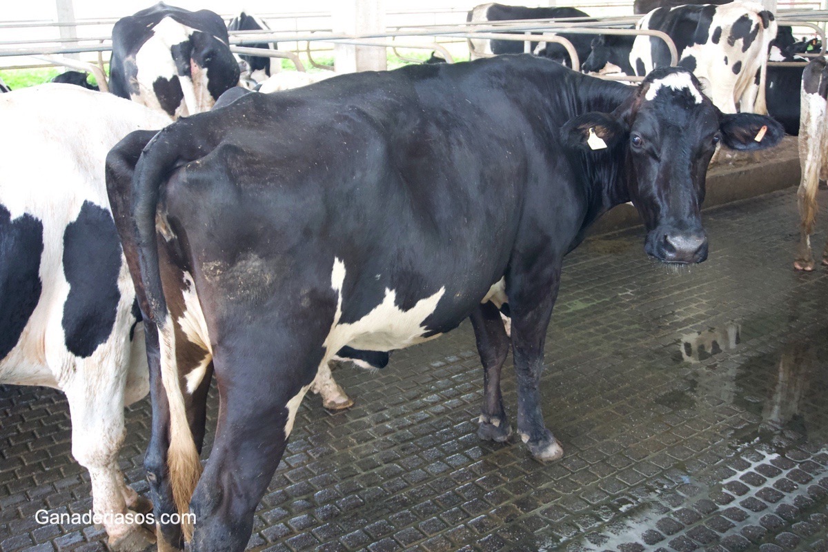 EVALUACIÓN DE DIFERENTES TRATAMIENTOS EN EL POSPARTO TEMPRANO A VACAS LECHERAS CON INFECCIONES UTERINAS