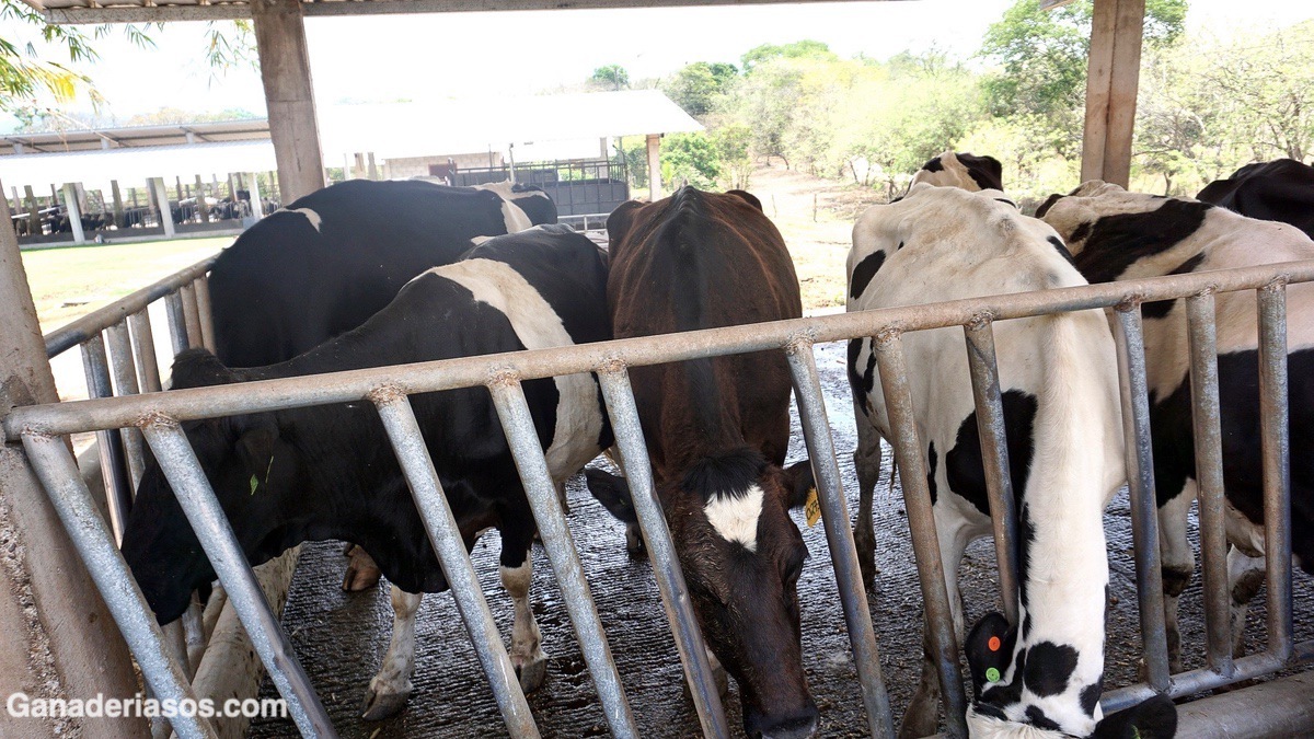 FACTORES PREDISPONENTES PARA LA ENFERMEDAD QUÍSTICA OVÁRICA BOVINA Y SU EFECTO EN LA EFICIENCIA REPRODUCTIVA