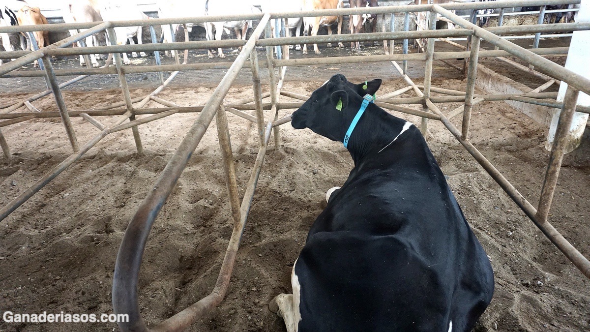 CONDUCTA DE DESCANSO Y EFICIENCIA PRODUCTIVA DE LAS VACAS DE LECHE UNA VISIÓN PRÁCTICA