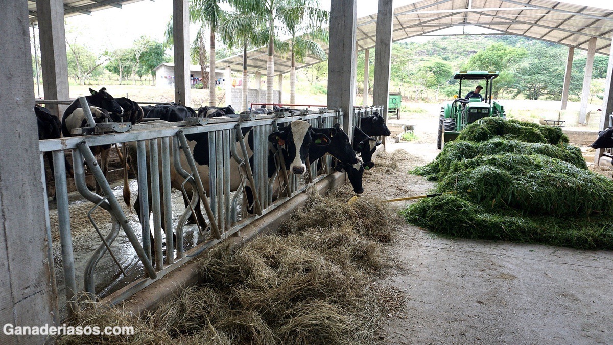 ASPECTOS NUTRICIONALES DE IMPORTANCIA EN LA PRODUCCIÓN LECHERA TROPICAL