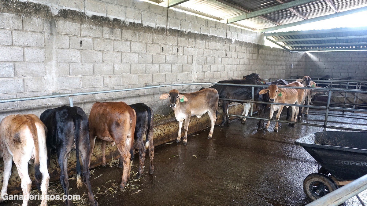 CÓMO LA GRASA CORPORAL EN EL MOMENTO DEL PARTO DETERMINA LA FERTILIDAD DEL GANADO