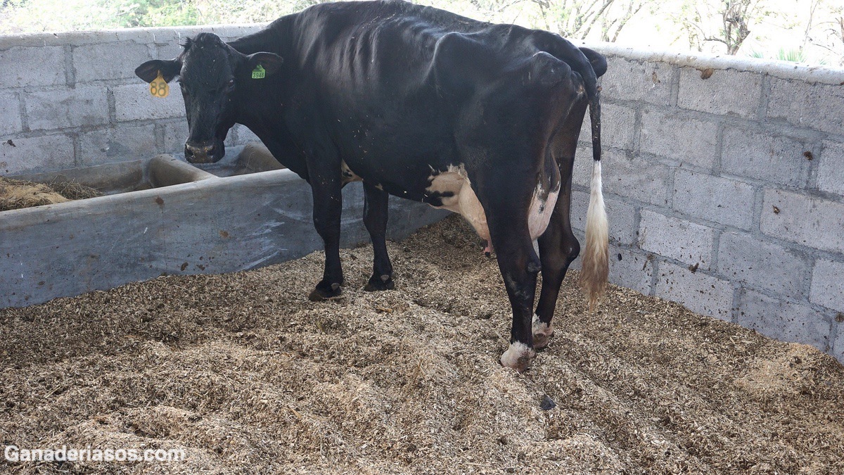 FIEBRE DE LECHE EN EL GANADO