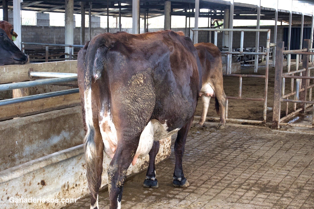 ¿CUÁNDO DEBO PARAR DE INSEMINAR ESTA VACA?