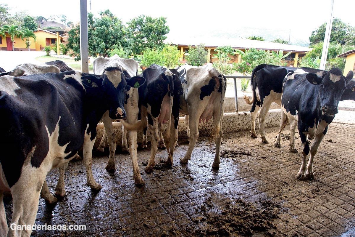 LA PREPARACIÓN CORRECTA DE LA UBRE MAXIMIZA LA CALIDAD DE LA LECHE Y MINIMIZA EL RIESGO DE MASTITIS