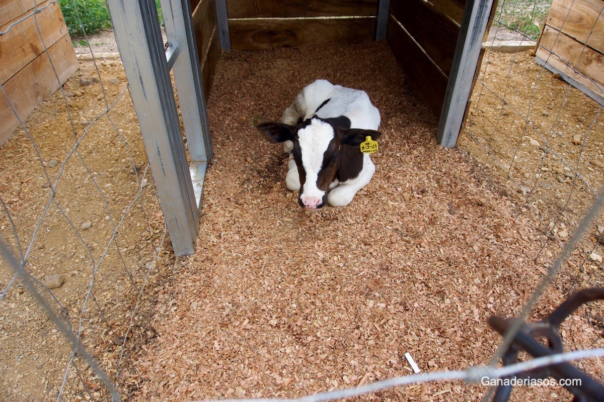 ¿CÓMO MEJORAR EL BIENESTAR DURANTE LA SEPARACIÓN DE LA VACA Y EL TERNERO?