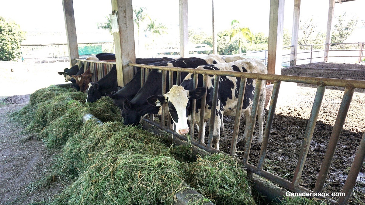 USO DE COMPUESTOS PREBIÓTICOS Y PROBIÓTICOS PARA TRATAMIENTO DE ENTERITIS INESPECÍFICAS EN TERNEROS LACTANTES DE RAZA HOLSTEIN