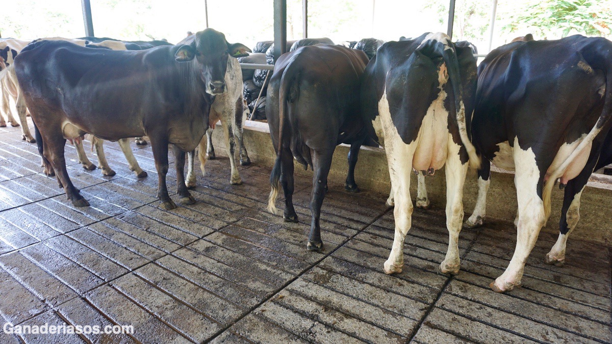 PUNTOS CLAVE DEL SECADO EN UN PROGRAMA DE CONTROL DE MASTITIS