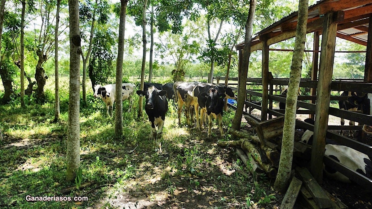 NECESIDADES EN MINERALES Y VITAMINAS EN VACAS DE CAMPO