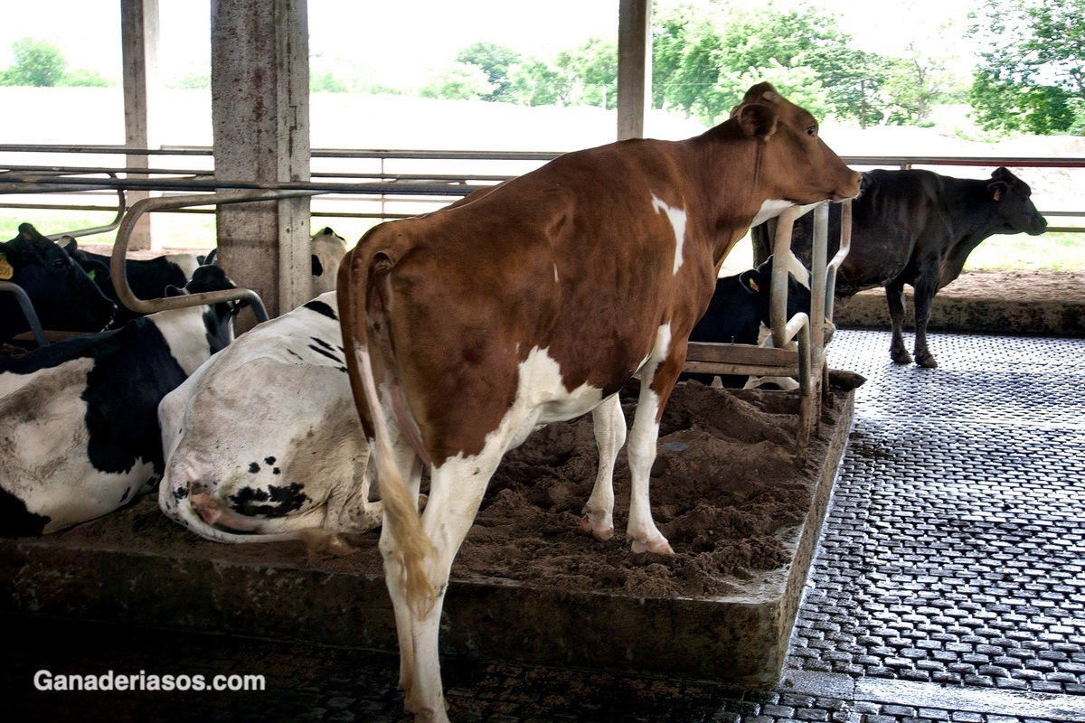 IMPORTANCIA DEL MAGNESIO EN LA ALIMENTACIÓN DE  VACAS EN LA ETAPA DE PRE PARTO