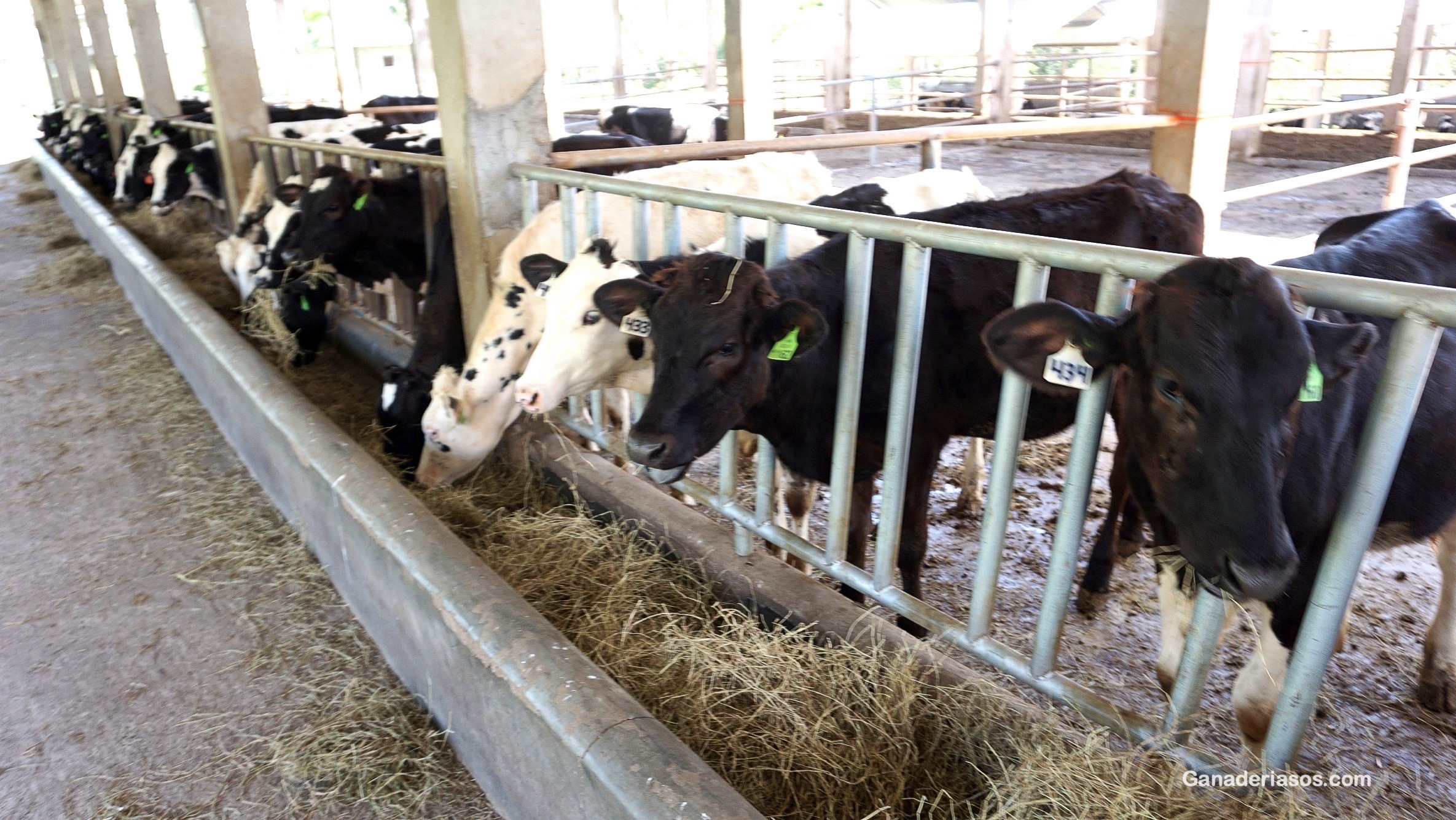 ASPECTOS CLAVES DEL MANEJO EN LAS PRIMERAS EDADES