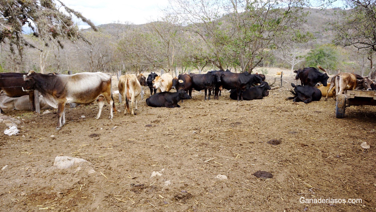 ENFERMEDADES Y PROBLEMAS OCULARES