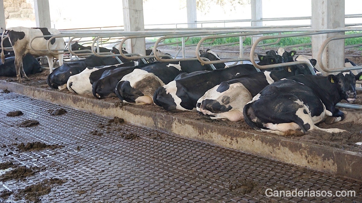 MANEJO REPRODUCTIVO ANÁLISIS ECONÓMICO DE LOS DÍAS ABIERTOS