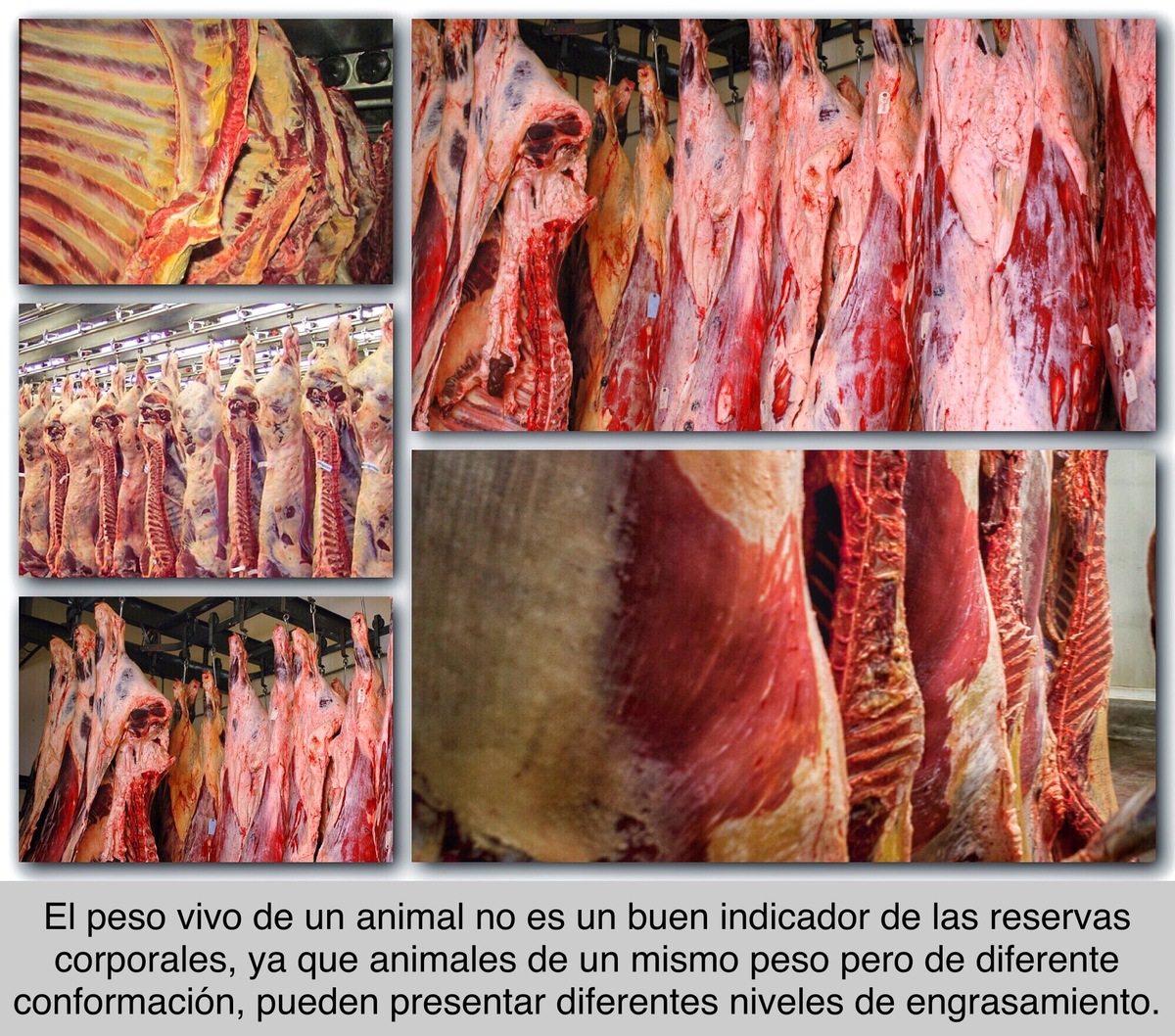 EVALUACIÓN DE LA CONDICIÓN CORPORAL  PARA EL ENGORDE DE VACAS LECHERAS DE DESCARTE