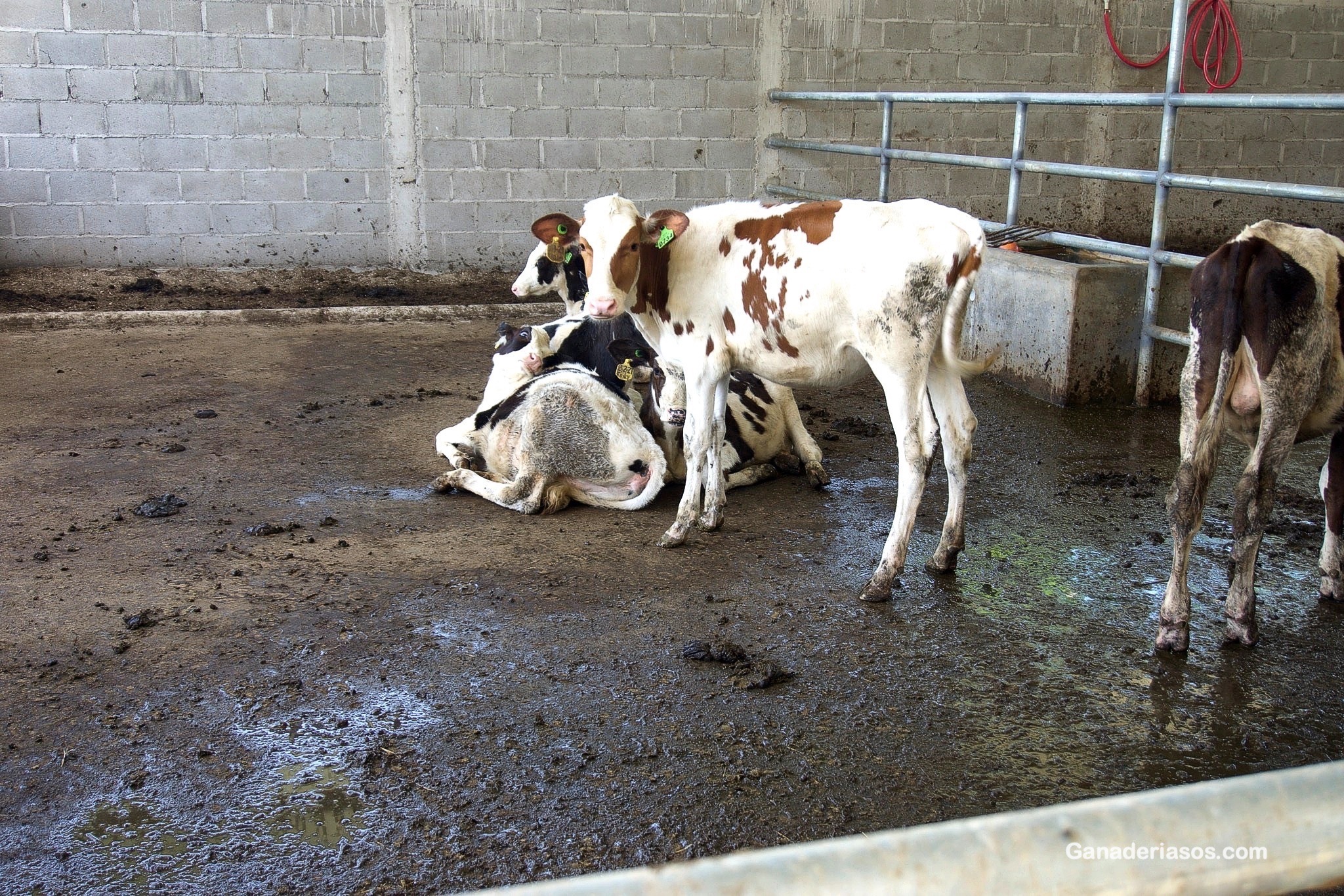 MANEJO DE REEMPLAZOS EN LA GANADERÍA LECHERA