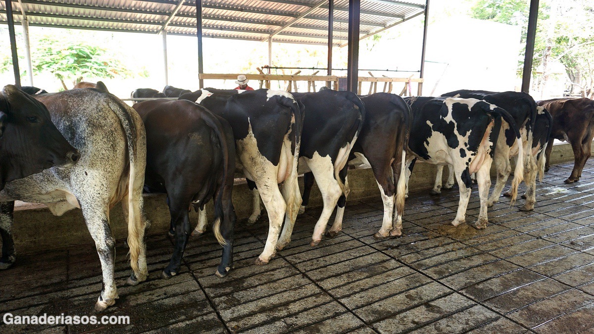 FUNCIÓN OVÁRICA POSPARTO EN VACAS LECHERAS PRIMÍPARAS Y MULTÍPARAS