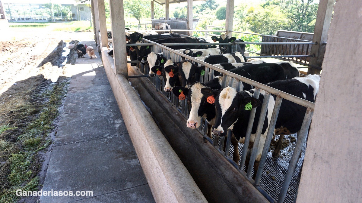 ENFRIAMIENTO EFICIENTE DE VACAS LECHERAS EN CONDICIONES DE CALOR