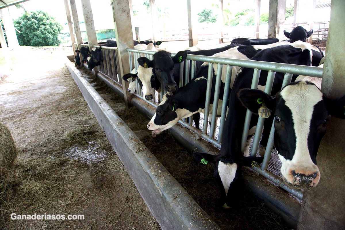 MANEJO NUTRICIONAL Y COMPOSICIÓN DE LA LECHE. EL DESAFIO DE INCREMENTAR LOS SÓLIDOS TOTALES EN LA LECHE. UNA NECESIDAD DE CORTO PLAZO