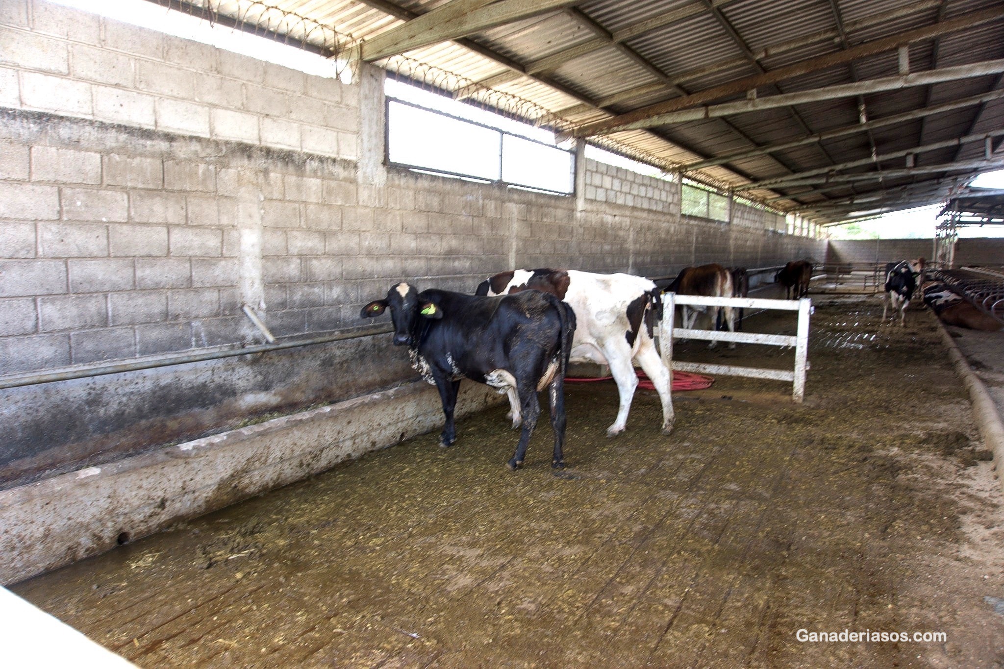 CRUZAMIENTOS Y PRODUCCIÓN DE LECHE