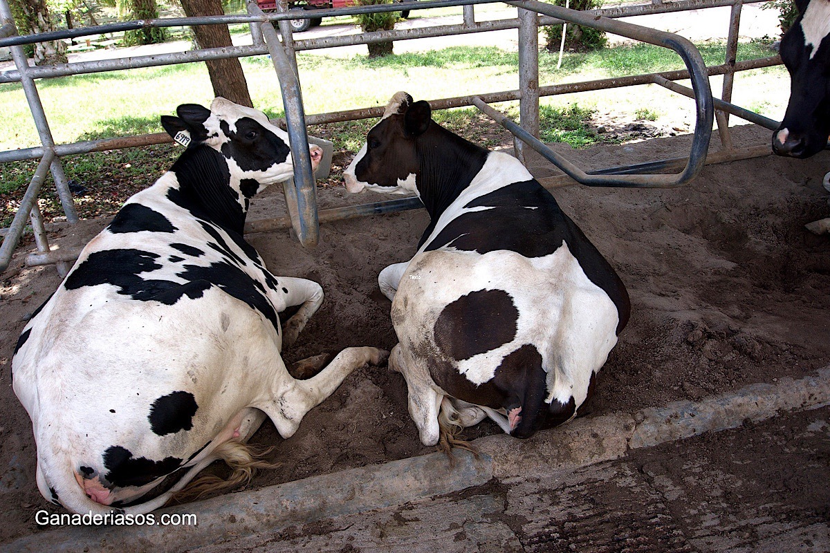 NUTRICIÓN DE VACAS NO LACTANTES