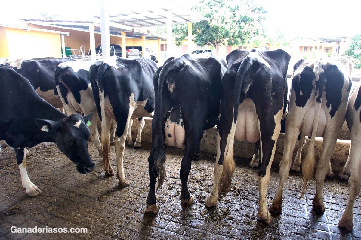 ÍNDICES REPRODUCTIVOS MÁS USADOS EN EXPLOTACIONES DE VACAS DE LECHE, UTILIDAD Y LIMITACIONES