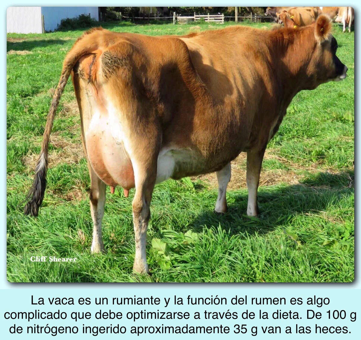 “SOLAMENTE EL 28% DEL NITRÓGENO INGERIDO POR LA VACA ACABA EN LA LECHE, Y PODEMOS LLEGAR AL 40%”