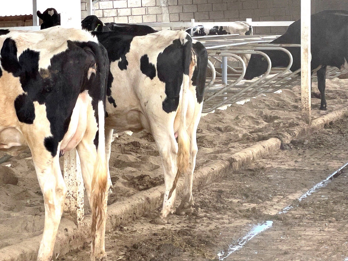 CINÉTICA SÉRICA DEL CALCIO EN VACAS HOLSTEIN EN EL POSPARTO INMEDIATO, TRATADAS CON BOROGLUCONATO DE CALCIO