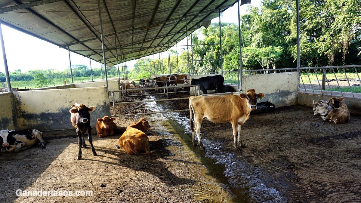 IMPORTANCIA DE LA INTERACCIÓN GENOTIPO X AMBIENTE EN RASGOS DE PRODUCCIÓN EN GANADO LECHERO