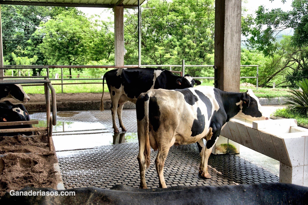 MANEJO EXITOSO DE LA LECHERIA PROGRAMA INTEGRAL DE ORGANIZACIÓN Y DESARROLLO DE EMPRESAS LECHERAS