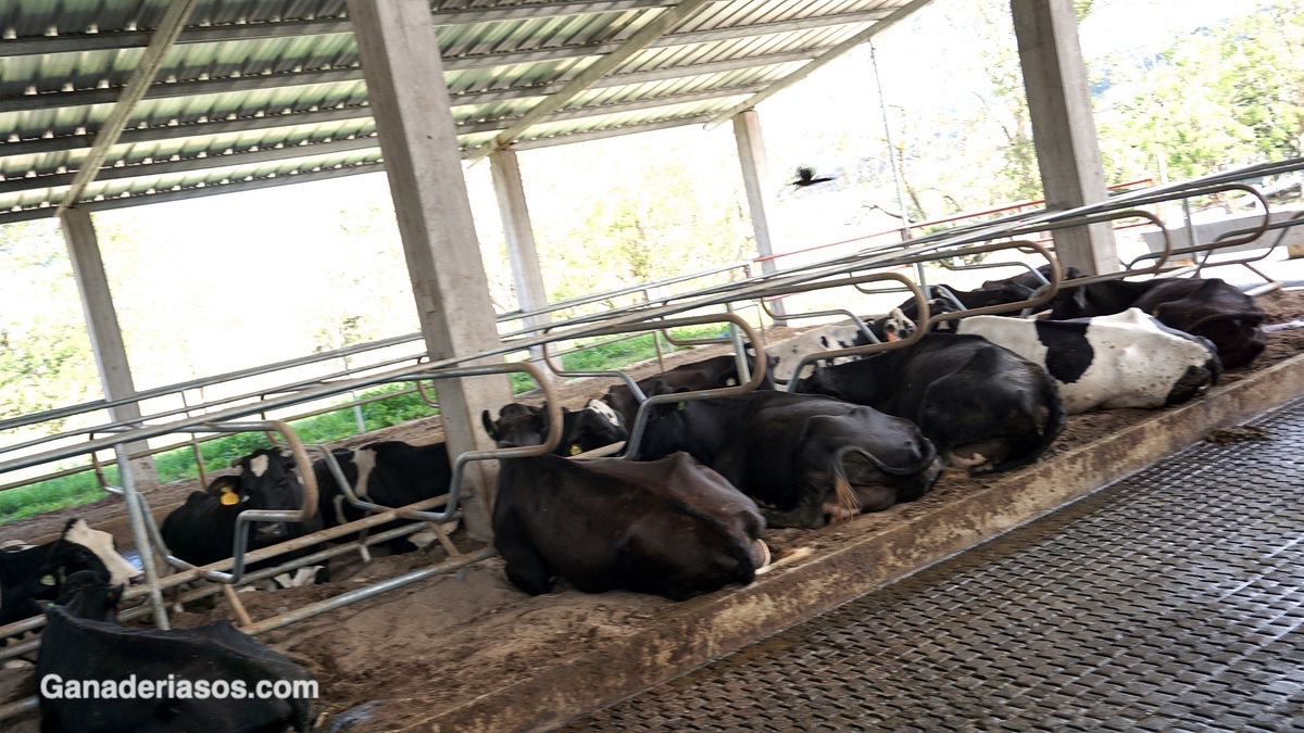 ¿ES LA ARENA LA MEJOR CAMA PARA EL GANADO VACUNO? ALTERNATIVAS PARA EL DESCANSO DE LAS VACAS