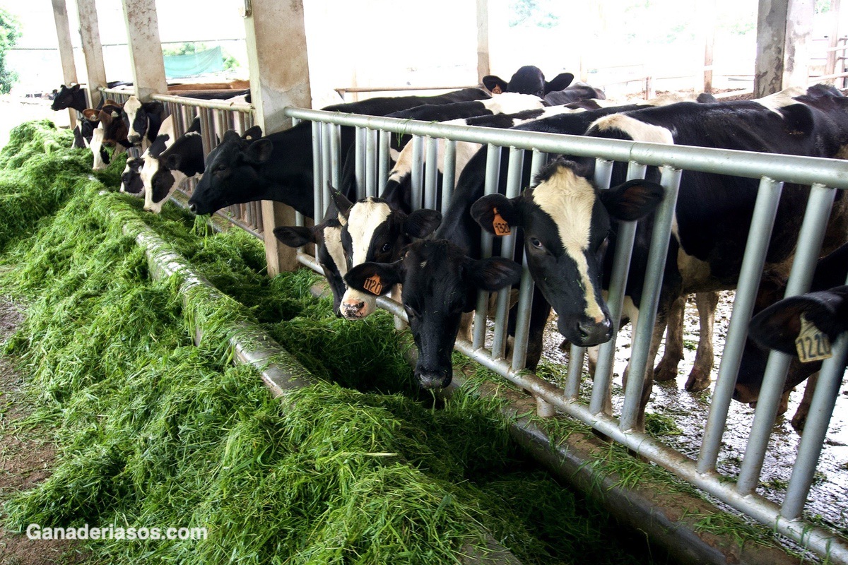 MANEJO REPRODUCTIVO PARA MEJORAR LA EFICIENCIA ALIMENTARIA