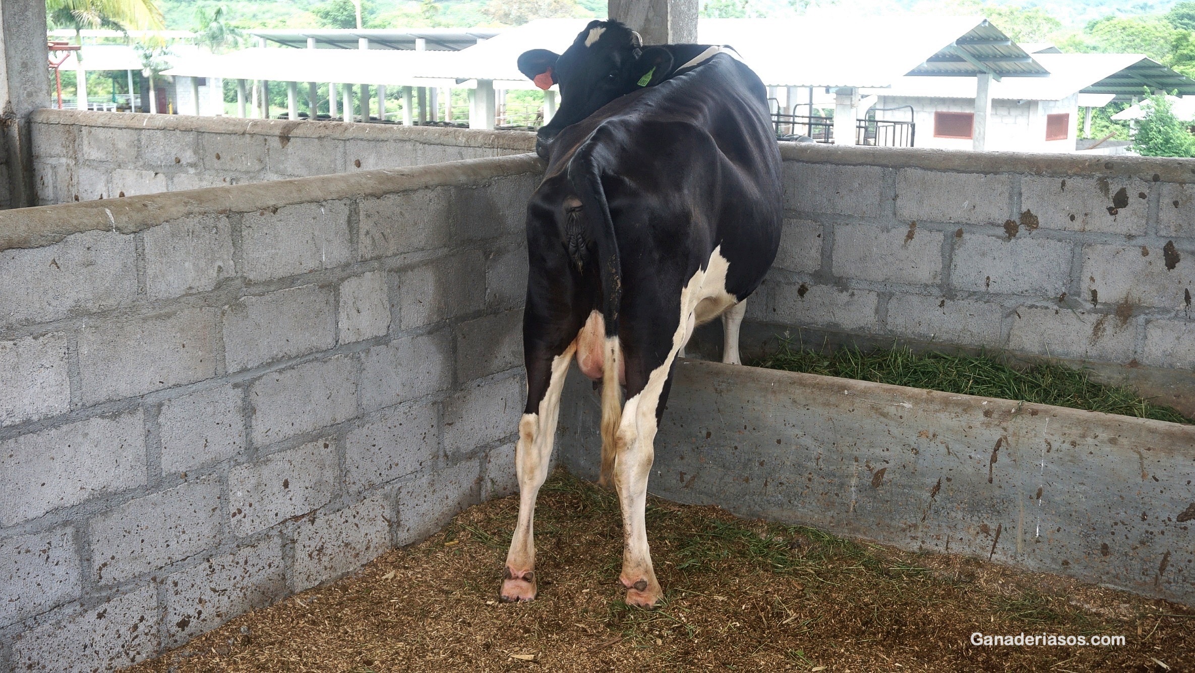 PUNTOS CLAVES A CONSIDERAR EN EL MANEJO DE LAS VACAS EN TRANSICIÓN