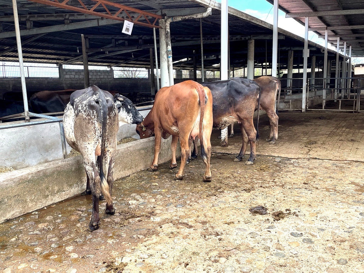 “GRITAR A LAS VACAS O PEGARLES CON LA VARA NO ES NI RENTABLE NI RECOMENDABLE”