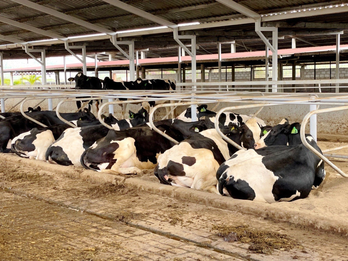 ¿EN QUE FALLA LA GESTIÓN DEL PERSONAL EN LAS GANADERÍAS DE LECHE?