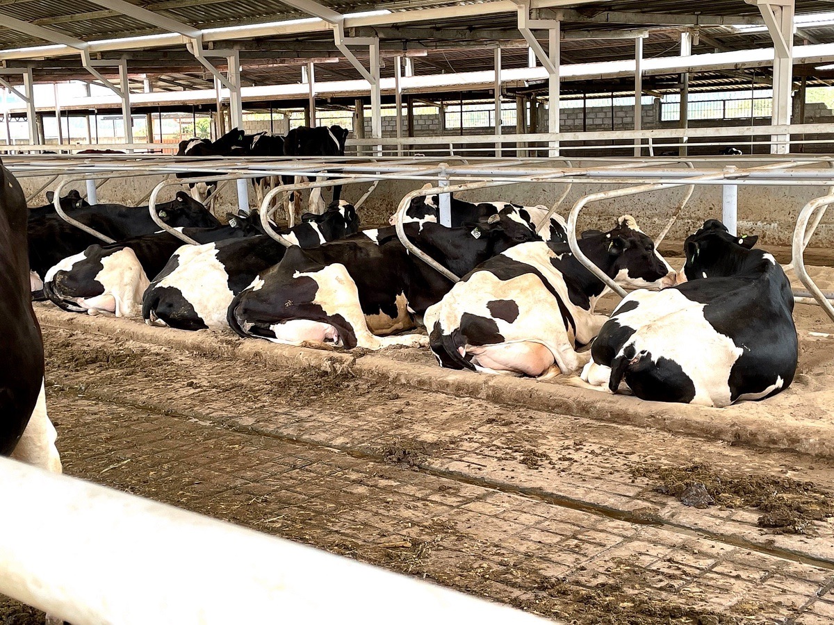 DOLOR E INCOMODIDAD DE LA GLÁNDULA MAMARIA EN EL SECADO EN LAS VACAS DE LECHE