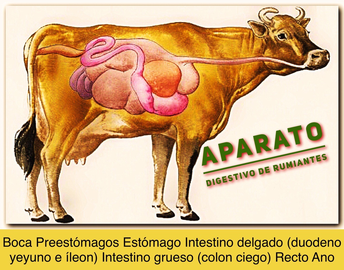 APARATO DIGESTIVO DE RUMIANTES