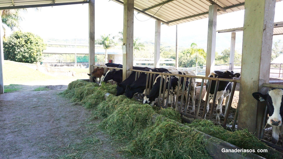 EL FÓSFORO EN LA VACA LECHERA