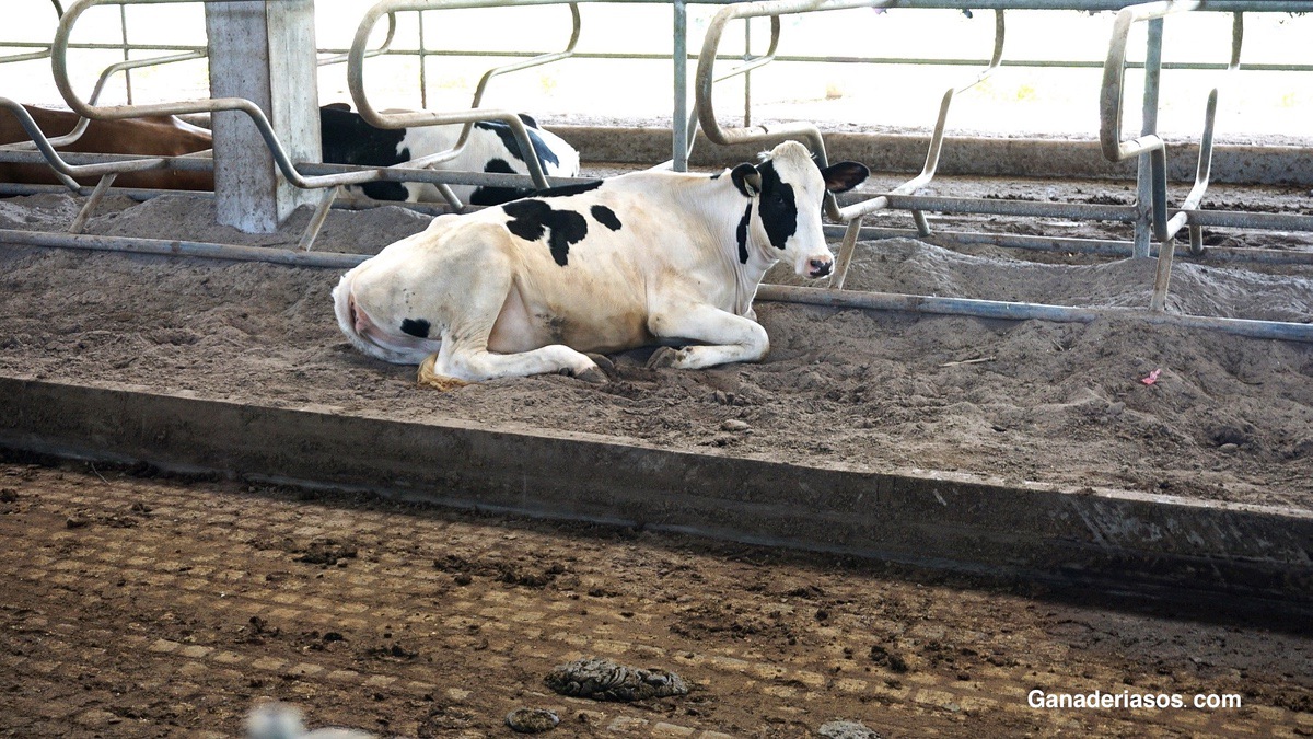 PROS Y CONTRAS DEL SECADO SELECTIVO  EN VACUNO DE LECHE