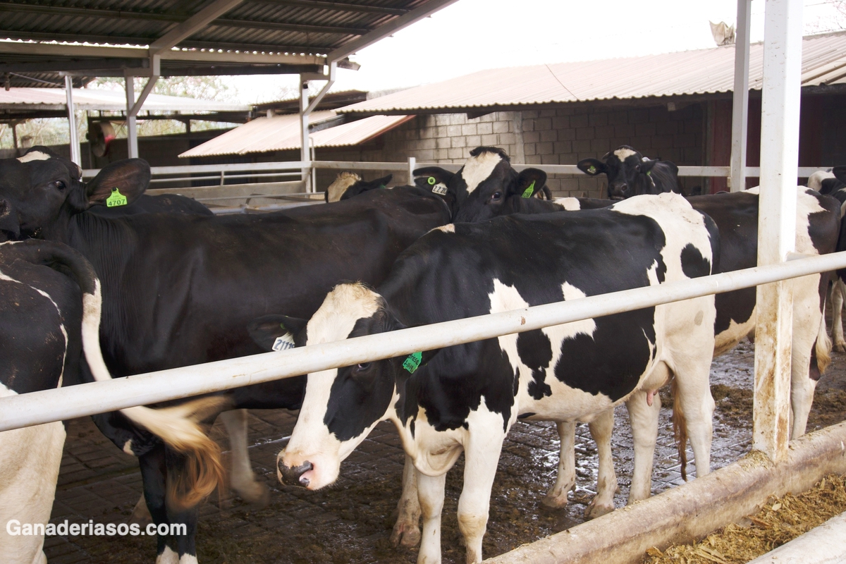 LA RELACIÓN ENTRE HIPOCALCEMIA Y LA DEFICIENCIA DE MAGNESIO EN VACAS LECHERAS