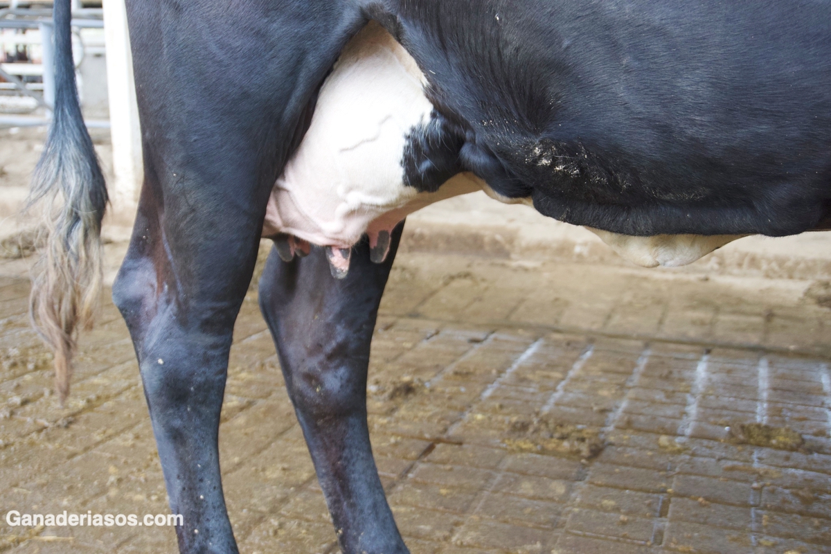 EL IMPACTO DE LA CETOSIS EN LA CALIDAD NUTRICIONAL DE LA LECHE