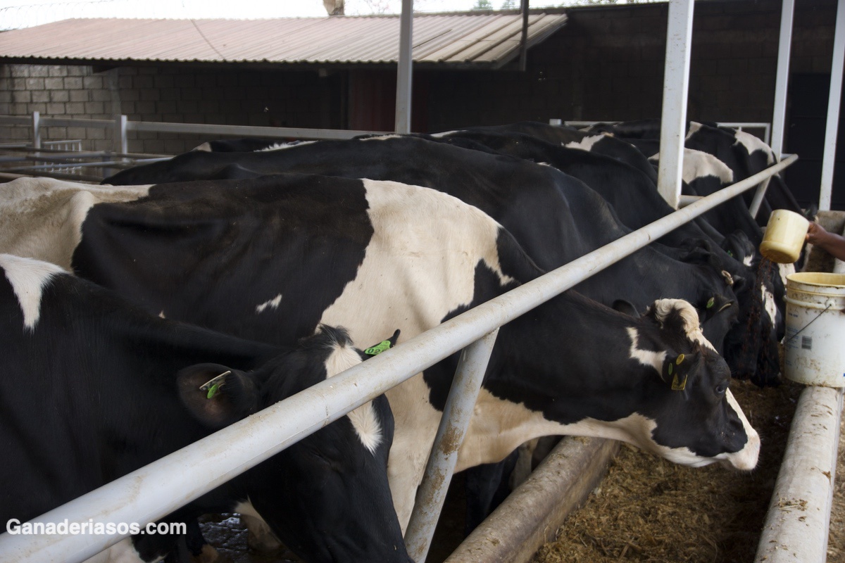 IMPLEMENTACIÓN DEL CONOCIMIENTO Y LA EXPERIENCIA ISRAELÍES PARA ENFRIAR A LAS VACAS EN EL MUNDO