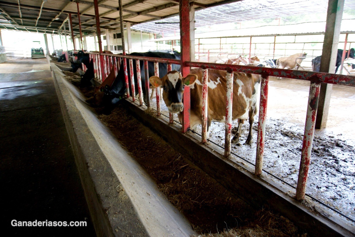 ENDOCRINOLOGÍA Y FISIOLOGÍA DE LA GESTACIÓN Y EL PARTO EN EL BOVINO