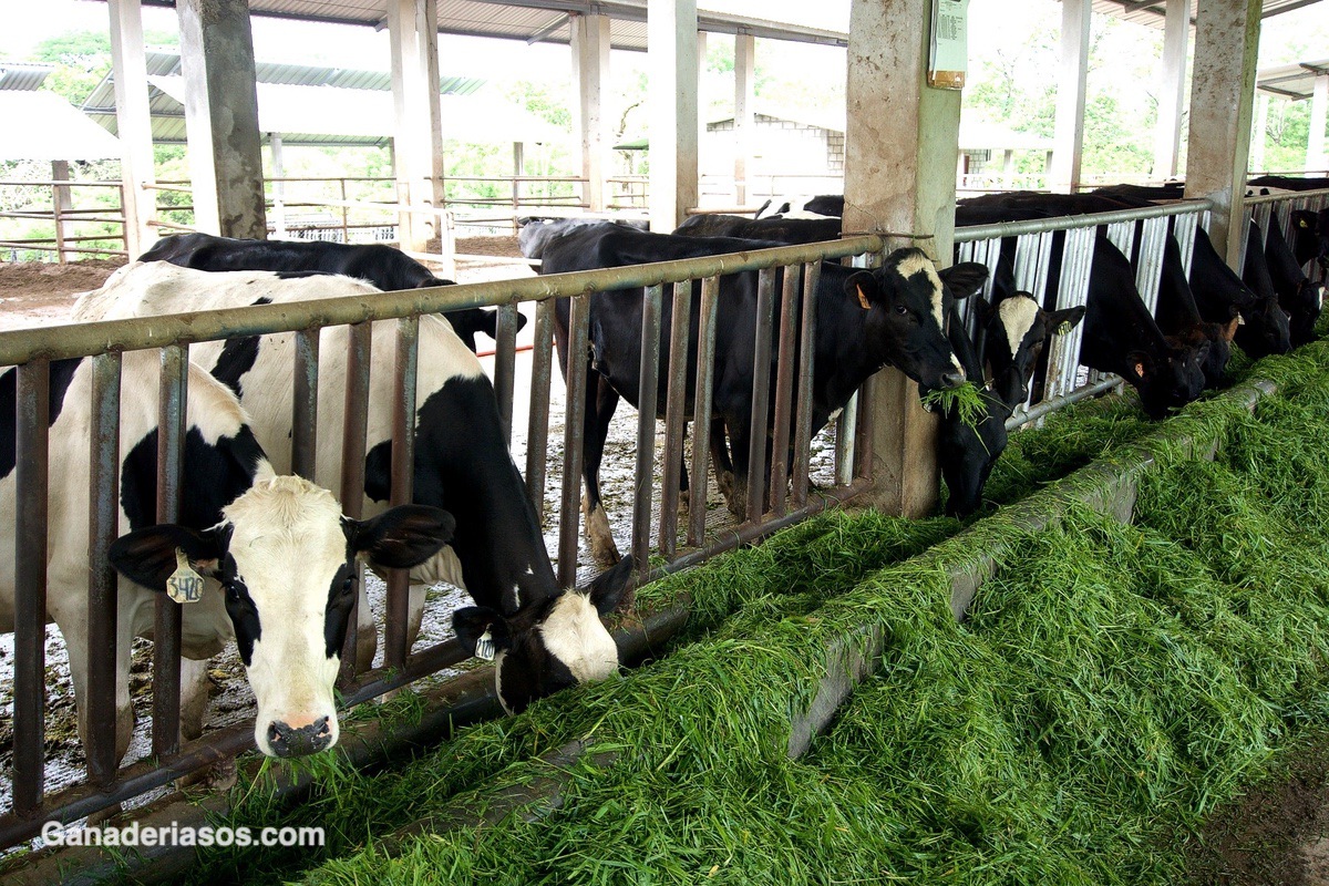 CÓMO MANTENER A UNA VACA  LECHERA